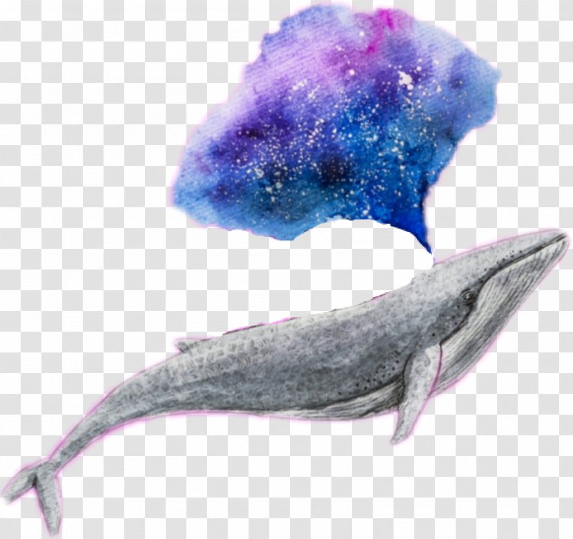 Whale Dolphin Marine Mammal Galaxy Cetacea - Watercolour Animals Transparent PNG