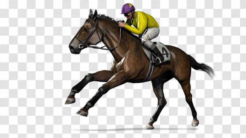 Hunt Seat Stallion Rein Mustang Mare - Horse Trainer Transparent PNG