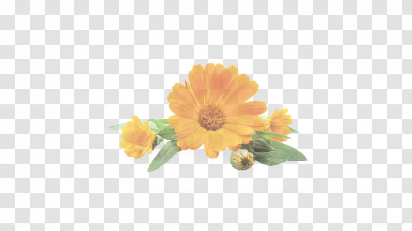 Sunflower - Petal - Zinnia Transparent PNG