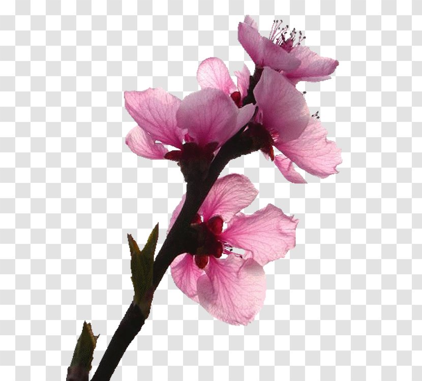 Flower Gratis Euclidean Vector - Peach Blossom Transparent PNG