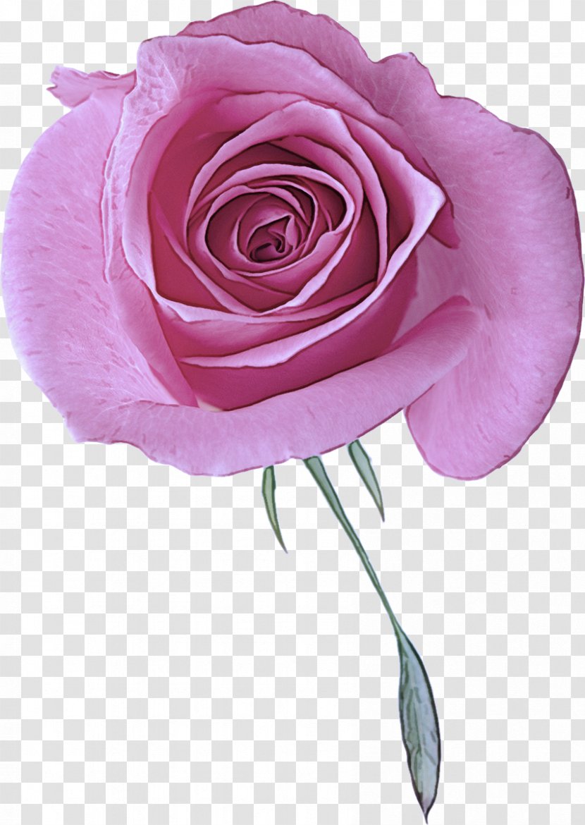 Garden Roses - Petal - Floribunda Hybrid Tea Rose Transparent PNG
