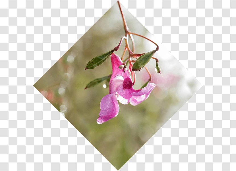 Himalayan Balsam Weed Control Fallopia Japonica Knotweed - Magenta - Pink Transparent PNG