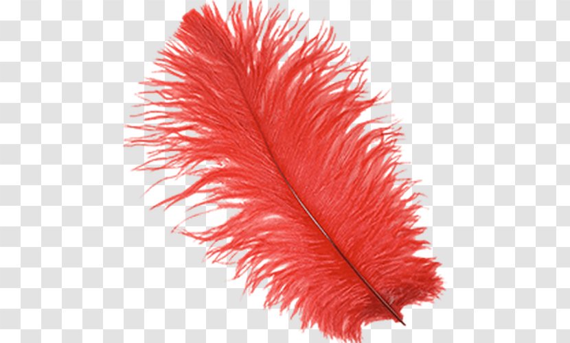 Common Ostrich Feather Boa Bird Plume - Wing - Red Feathers Float Down Transparent PNG