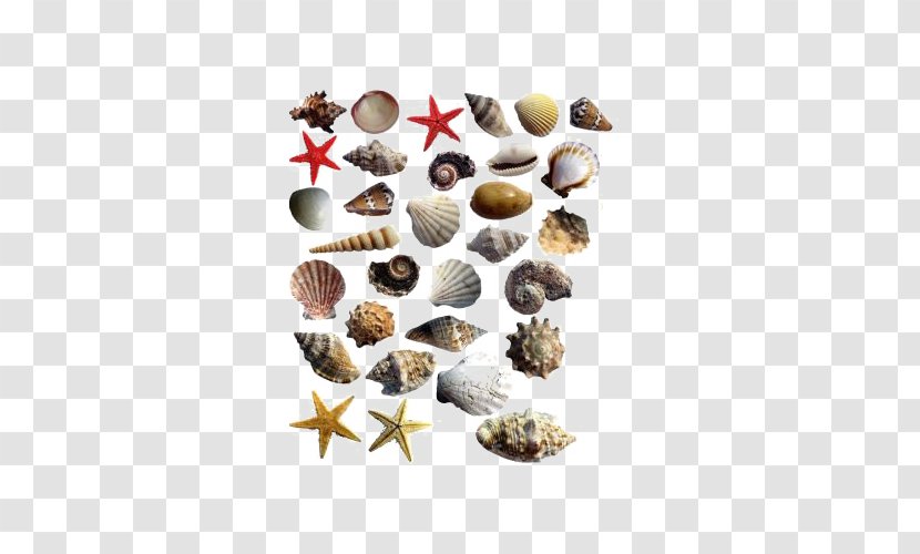 Seashell Starfish Sea Snail - Shells Marine Life Transparent PNG