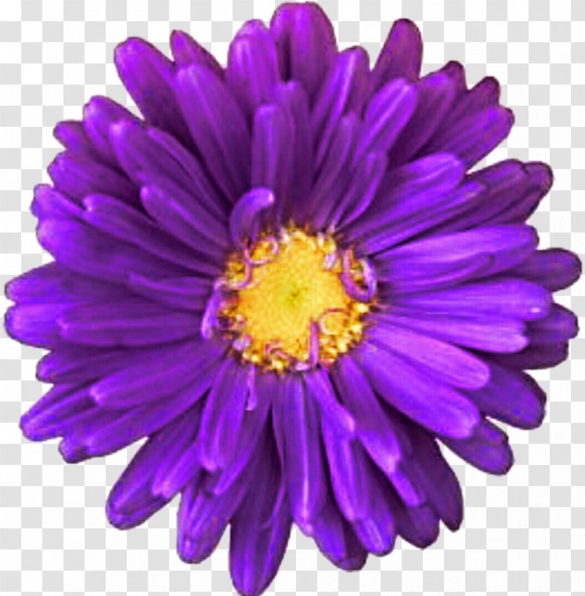 Purple Innovation Transvaal Daisy Common Clip Art - Flower Transparent PNG