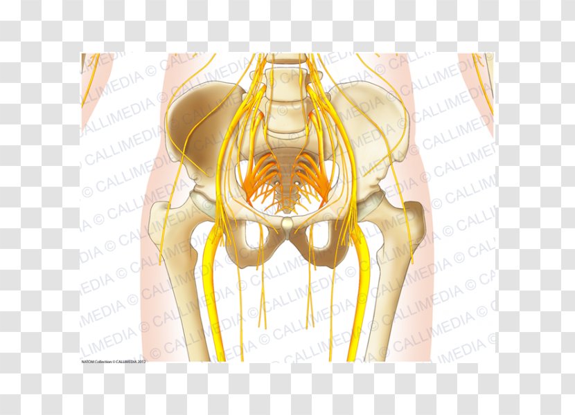 Shoulder Human Anatomy Muscle Nerve Muscular System - Pelvis Transparent PNG