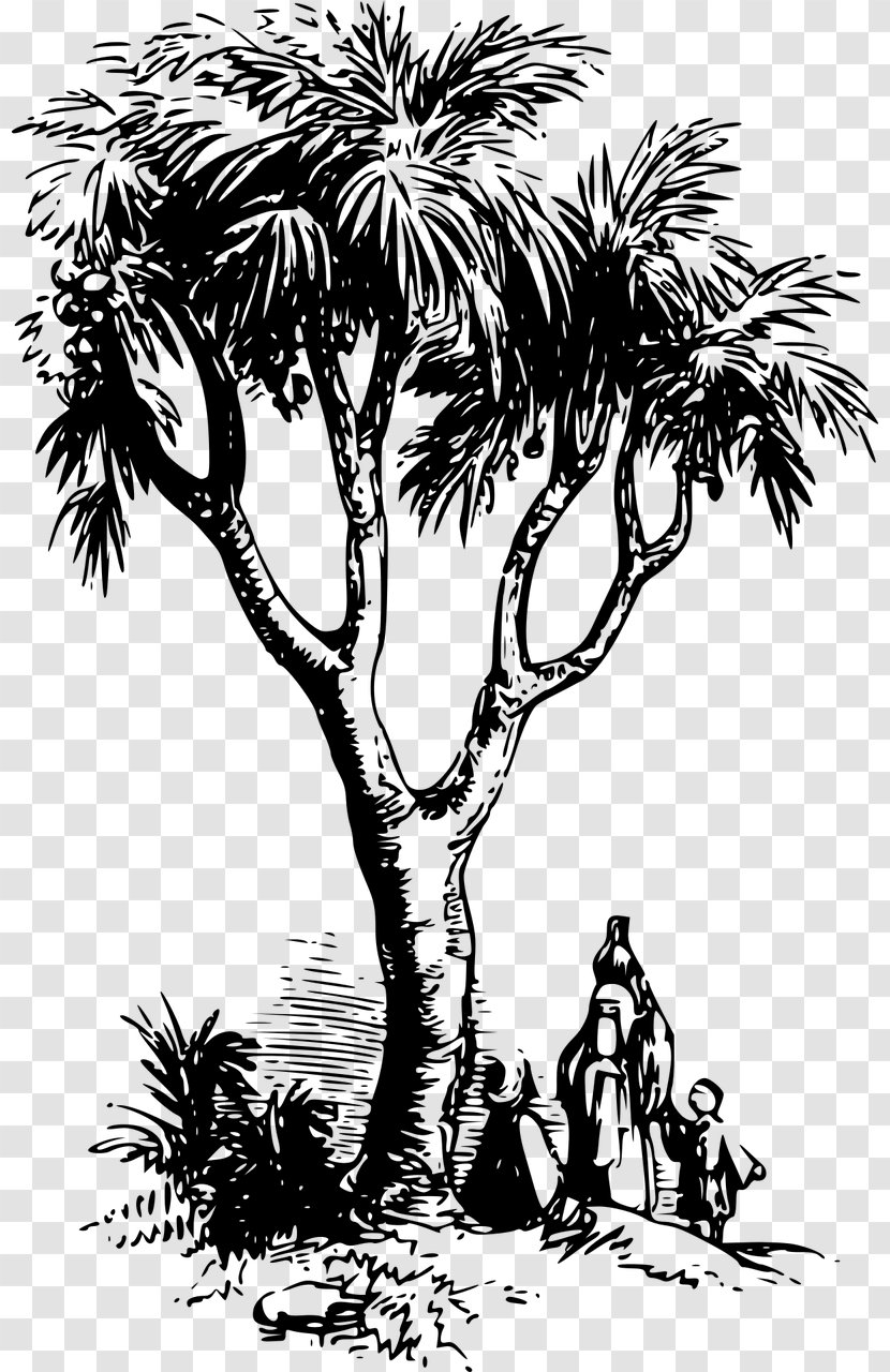 Asian Palmyra Palm Arecaceae Drawing Hyphaene Thebaica - Woody Plant - Date Transparent PNG