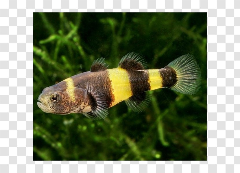 Bumblebee Fish Common Carp Fishkeeping Aquarium - Goby Transparent PNG