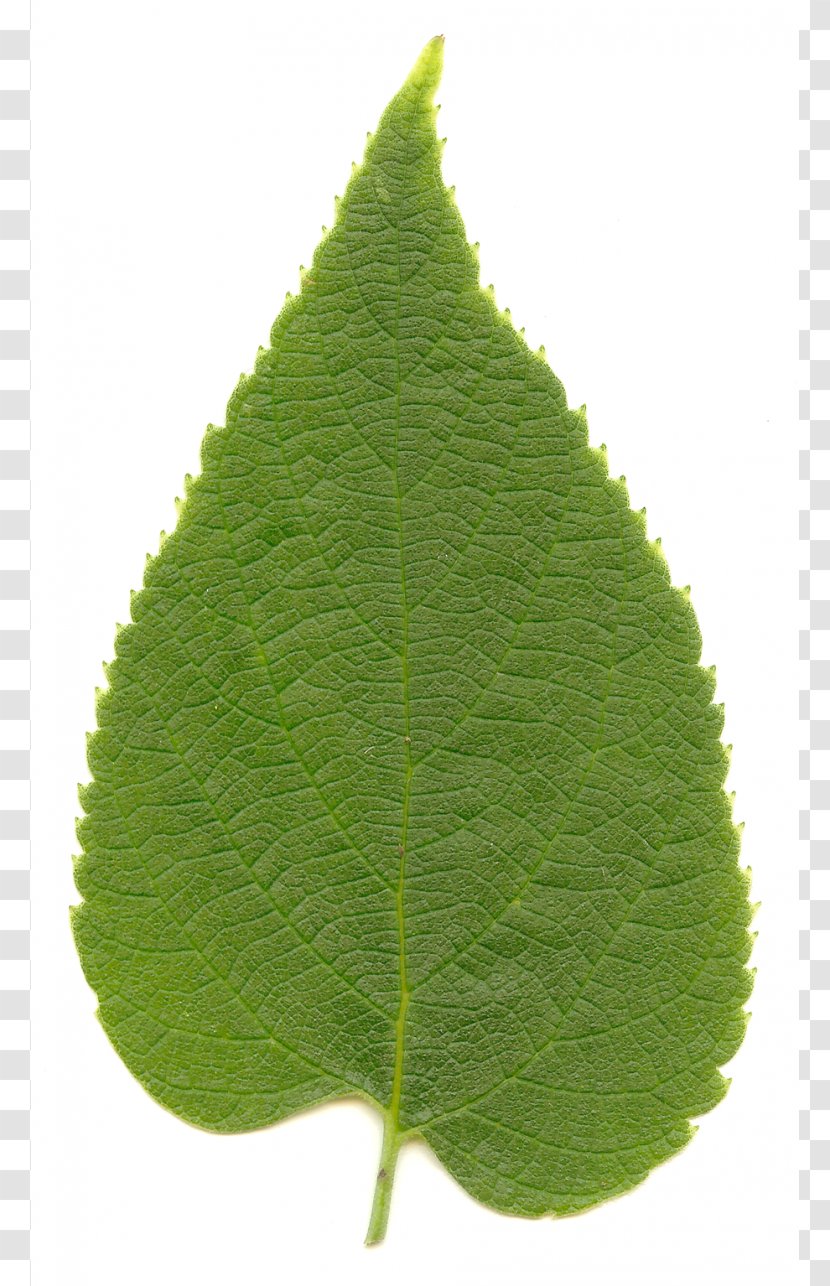 Celtis Occidentalis Laevigata Sinensis Cercidiphyllum Japonicum Leaf - Green Leaves Transparent PNG