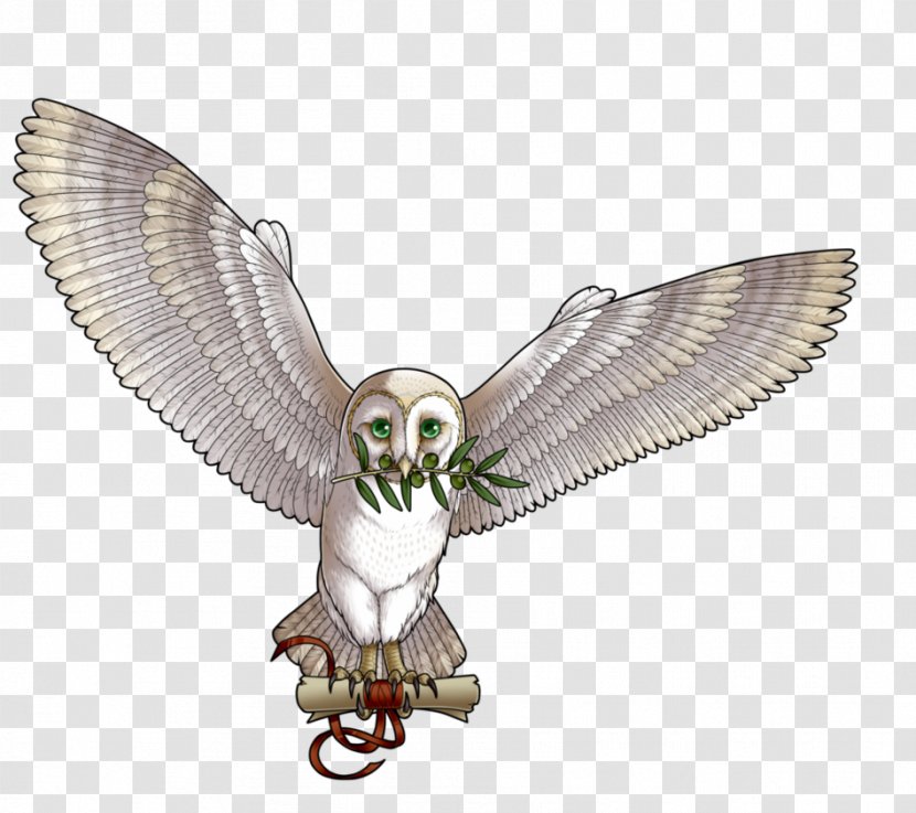 Owl Fauna Beak Falcon - Bird Of Prey Transparent PNG