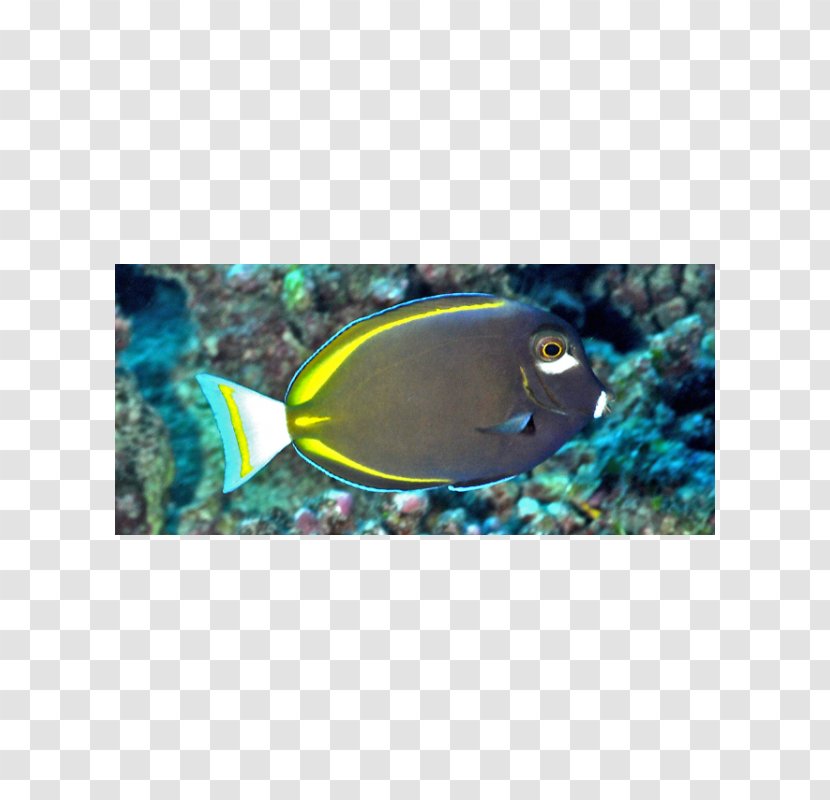 Whitecheek Surgeonfish Yellowfin Aquarium Coral Reef Fish - Aqua Transparent PNG