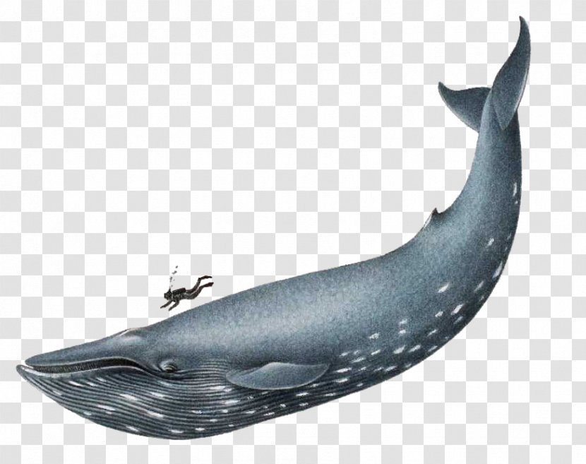 Blue Whale Sea Clip Art - Dolphin - File Transparent PNG