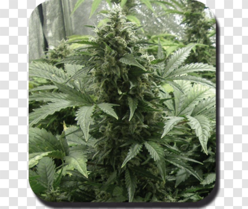 Cannabis Cup Autoflowering Kush Cultivation Transparent PNG