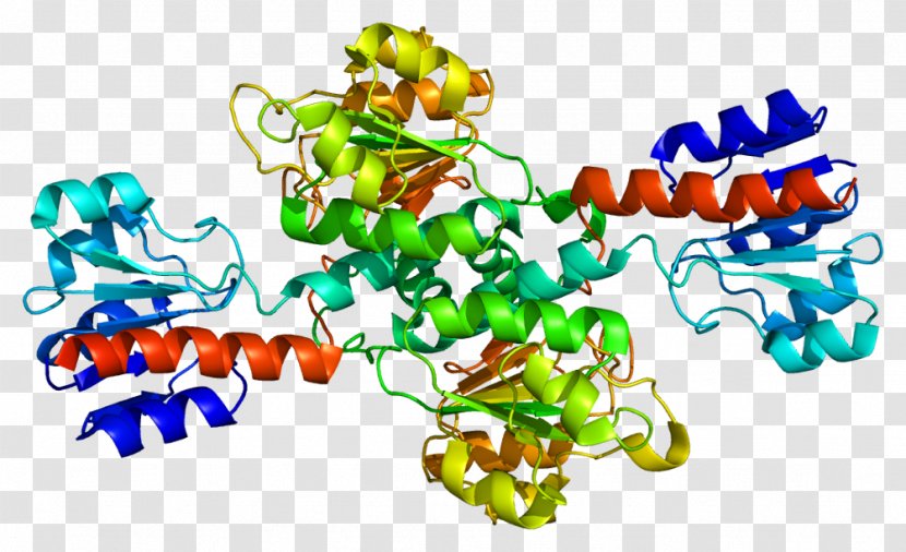 Phosphoglycerate Dehydrogenase 3-Phosphoglyceric Acid Enzyme Catalysis - Lactate - Proteins Transparent PNG