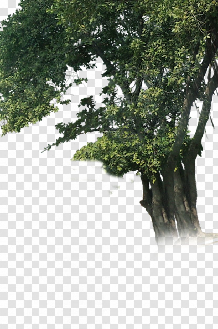 Tree Woody Plant Branch Trunk - Evergreen - Ganpati Transparent PNG