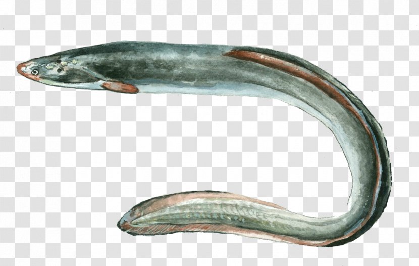 European Eel Anguilla Fish Angula - Freshwater Eels Transparent PNG