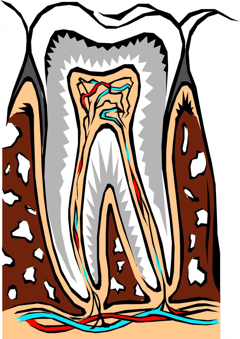 Cosmetic Dentistry Human Tooth Root Canal - Silhouette Transparent PNG