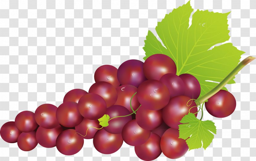 Grape Seedless Fruit Food - Diet - Decoration Design Transparent PNG