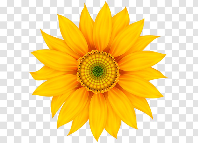 Taurus Gemini Scorpio Fidget Spinner Sagittarius - Sunflower Seed - Yellow Flower Transparent PNG