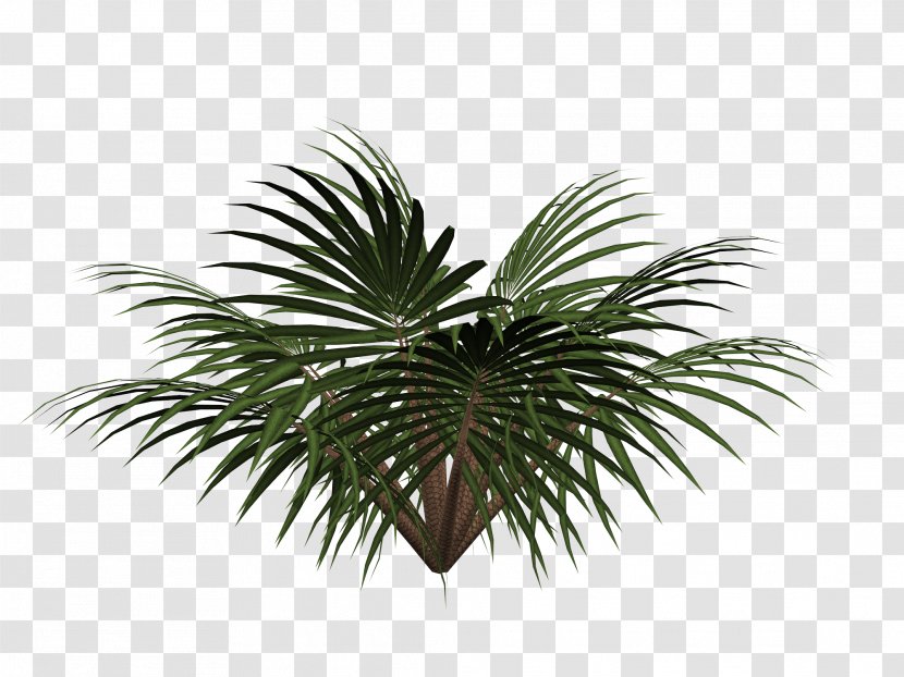 Sago Palm Cycad Tree - Vegetation - Free Cycads Pull Material Transparent PNG