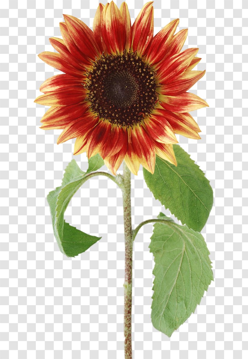 Common Sunflower Clip Art - Flower Transparent PNG