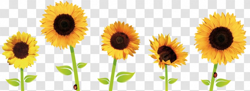 Common Sunflower Clip Art - Xcf Transparent PNG