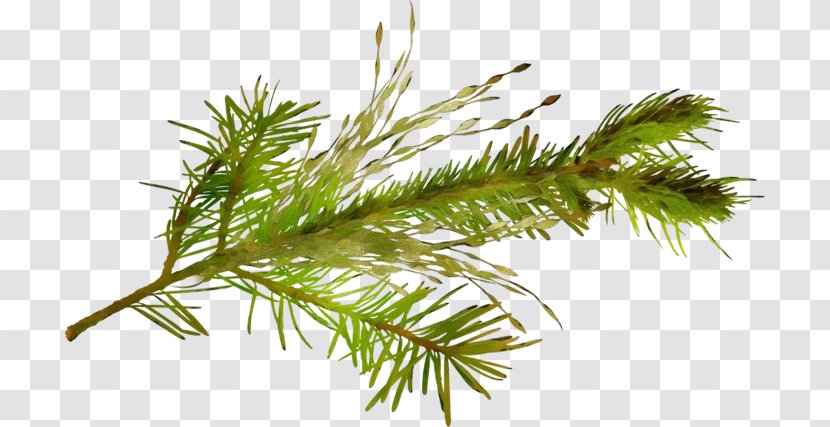 Family Tree Background - Grass - Western Yellow Pine Fir Transparent PNG