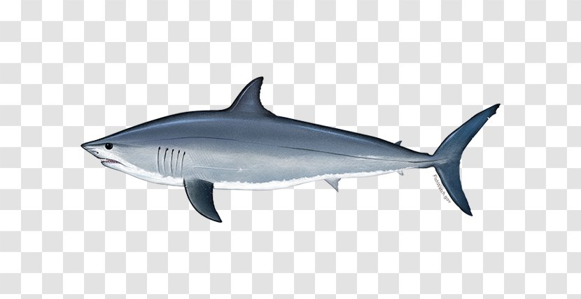 Great White Shark Background - Bull Lamnidae Transparent PNG