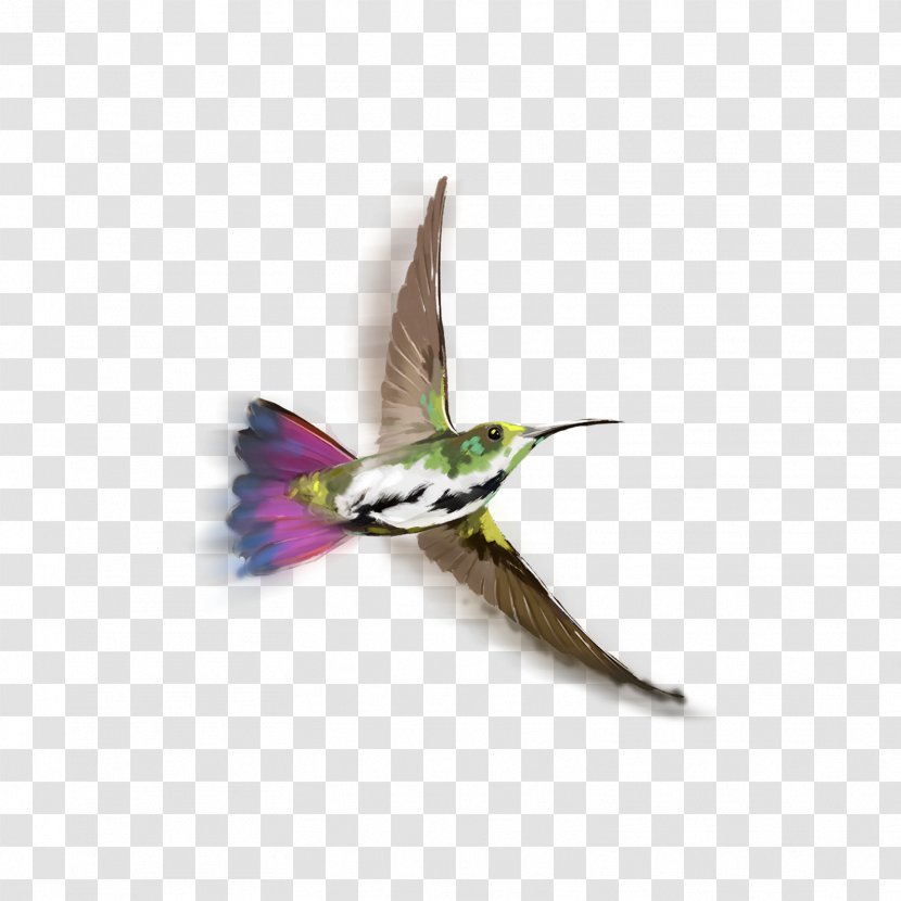 Hummingbird PicsArt Photo Studio Image Editing - Bird Transparent PNG