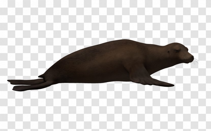 Sea Lion Snout Animal - 3D Bio Transparent PNG