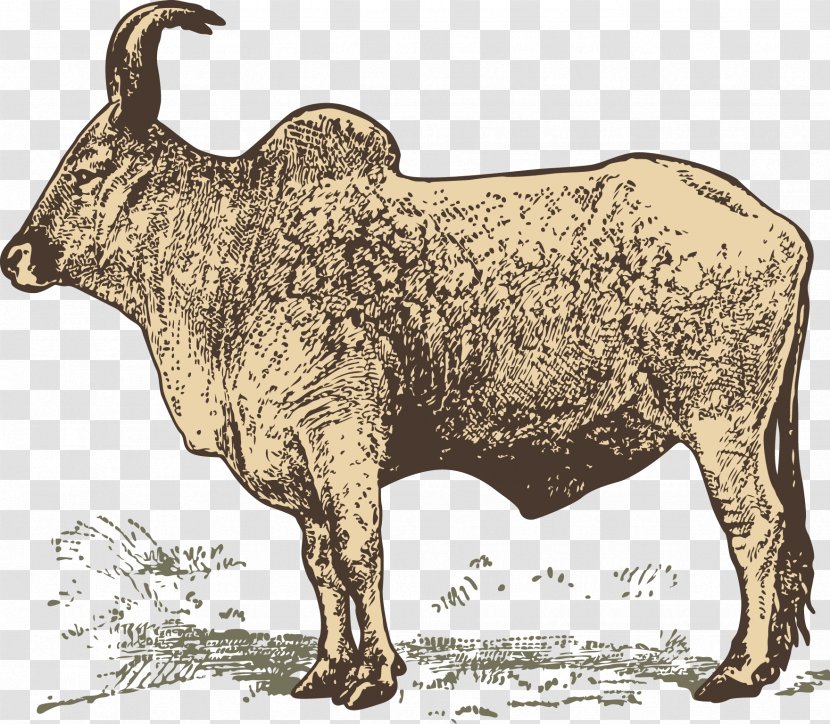 Water Buffalo Zebu Wildlife - Fauna - Goat Transparent PNG