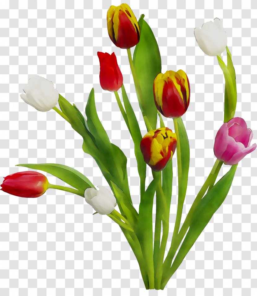 Flower Tulip Uday Park Floral Design Facebook - Plant - Flowering Transparent PNG