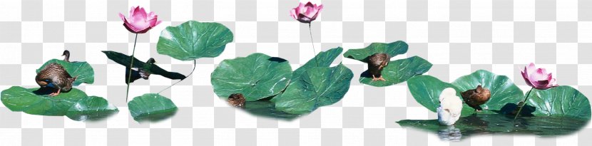 Leaf Nelumbo Nucifera Download - Google Images - Lotus,Bud,Lotus Transparent PNG