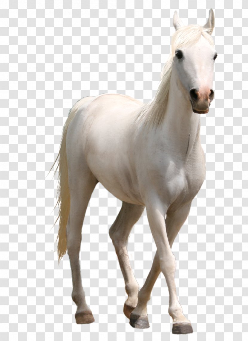 American Paint Horse Mustang Stallion Foal - Mane - White Transparent PNG