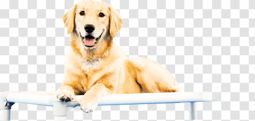 Golden Retriever Puppy Dog Breed Sporting Group - Pet Transparent PNG