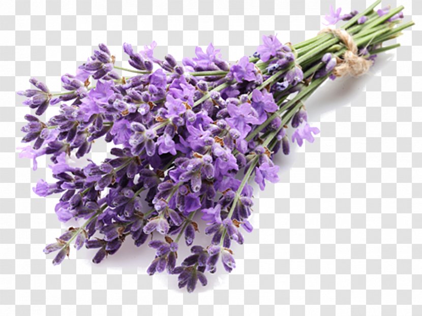 English Lavender Extract Oil Essential Transparent PNG