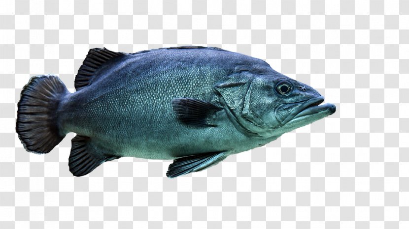 Stock Photography Image Alamy Graphics - Marine Biology - Fish Transparent PNG