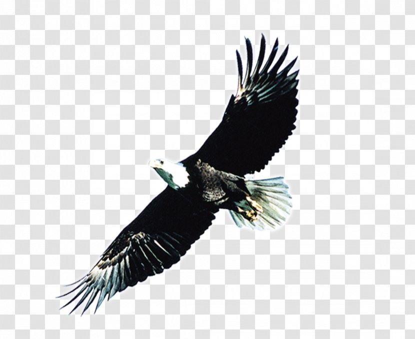 Bald Eagle Atlxe9tico Clube Juventus - Condor - Wings Transparent PNG