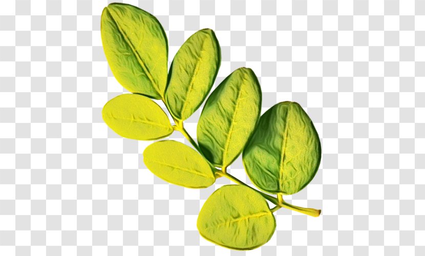 Branching Leaf Fruit - Moringa - Flower Transparent PNG