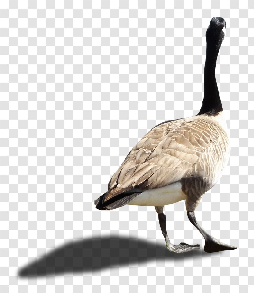 Canada Goose Duck - Beak Transparent PNG