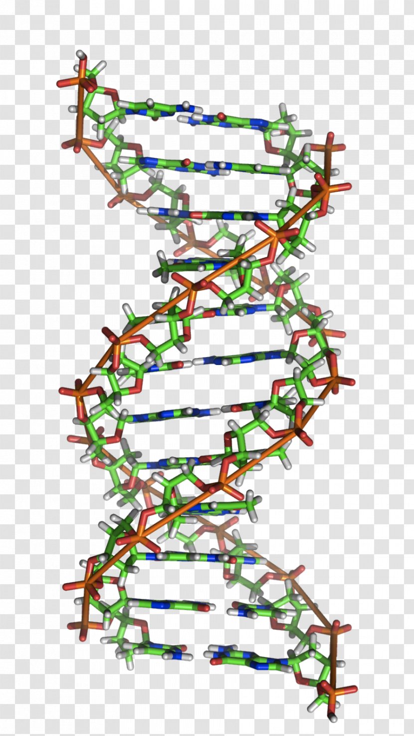 Z-DNA A-DNA Nucleic Acid Double Helix RNA - Area - Science Transparent PNG