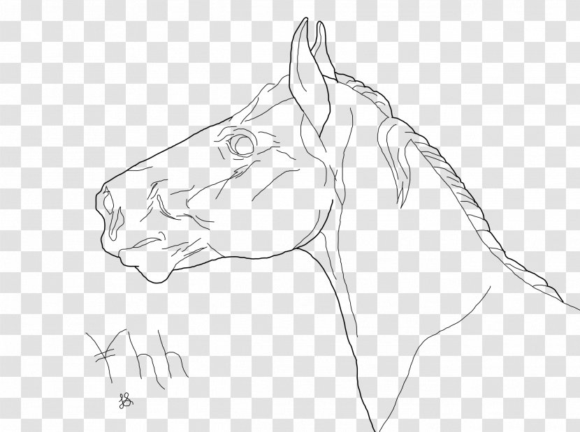 Mustang Art Drawing Gray Wolf Sketch - Flower Transparent PNG