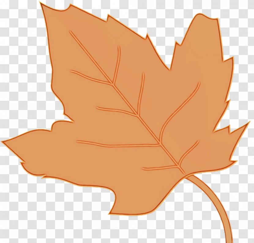Autumn Leaves Drawing - Silhouette - Soapberry Family Deciduous Transparent PNG