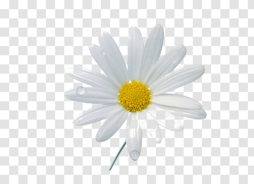 Chamomile Flower Clip Art - Chrysanths Transparent PNG