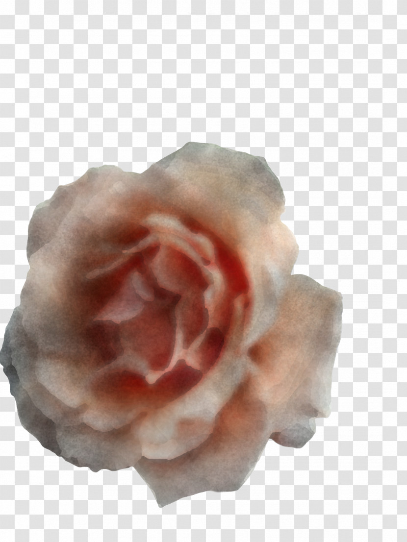 Garden Roses Transparent PNG