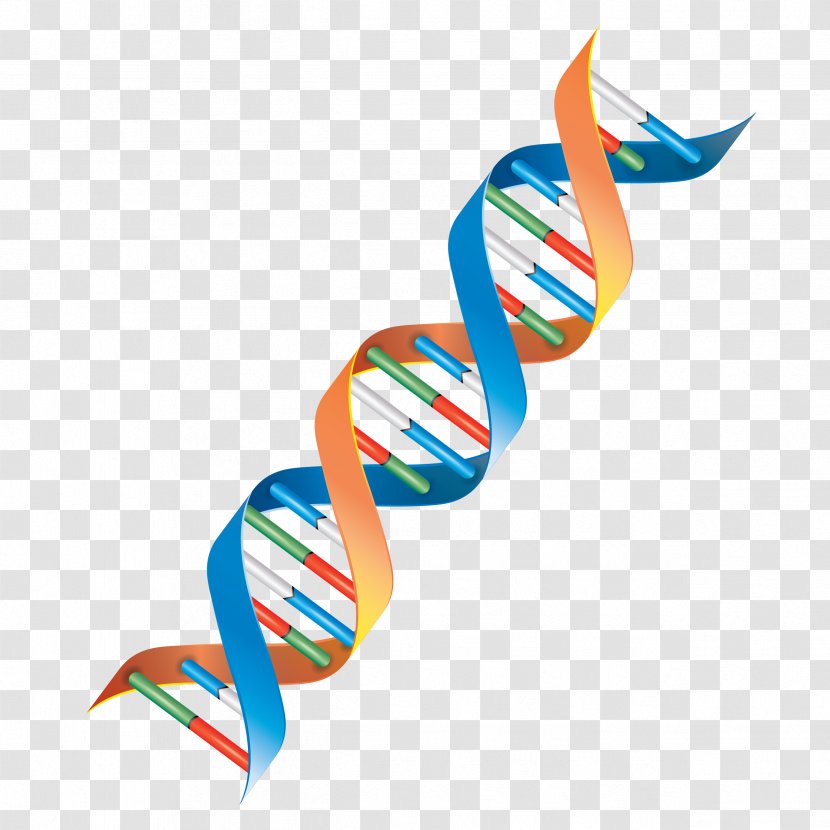 DNA Genetics Cell Clip Art - Helix Transparent PNG