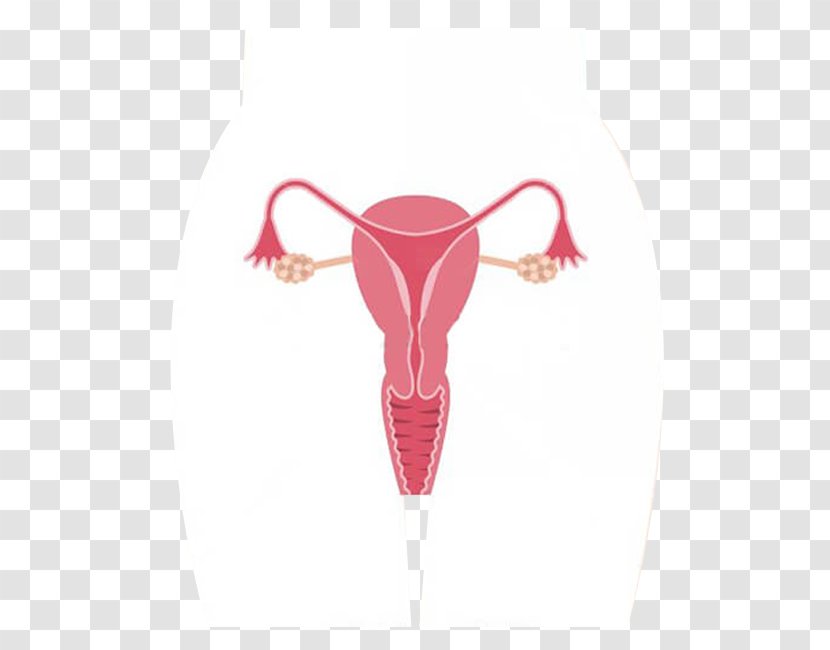 Ovary Female Reproductive System Royalty-free Uterus - Silhouette - Watercolor Transparent PNG