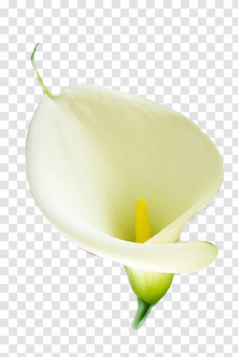 Flower Arum-lily Lilium Arum Lilies - Flor Transparent PNG