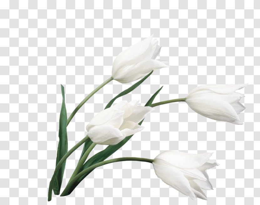 Desktop Wallpaper Flower Bouquet Tulip White Transparent PNG