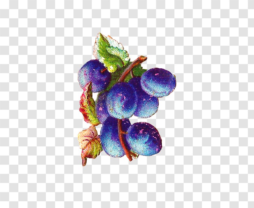 Grape Bilberry Violet - Food - Plum Branch Transparent PNG